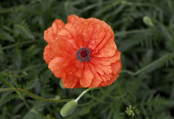 red poppy flowers on green background.