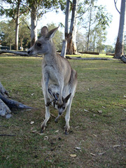 kangaroo with a baby Australia 