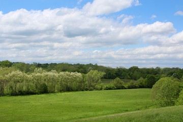 The trees and the grass landscape of the park.