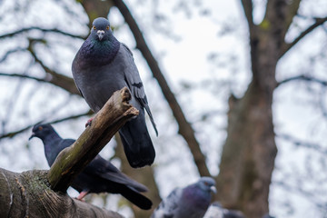 Gray dove sitting on a tree branch and looking at th