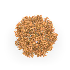 Aspen tree. Isolated on white background. 3D rendering illustration. Top view.