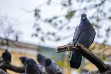 Gray dove sitting on a tree branch and looking at th