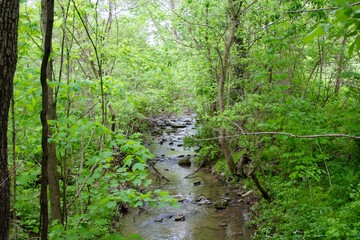 A small creek in the forest.