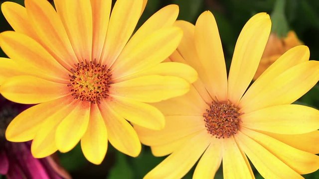 Yellow daisies. Flower close up at the spring time. Pretty African daisy in the garden shined at sun.