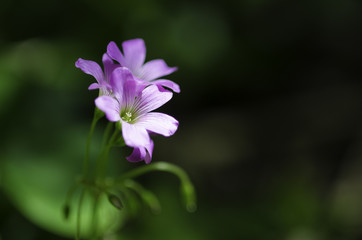 ムラサキカタバミ