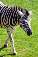 Fototapeta na wymiar zebra in a meadow in an animal park in France