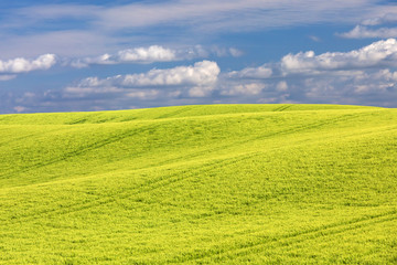Gerstenfeld im Frühling in der Holsteinischen Schweiz im Kreis Plön in Schleswig-Holstein
