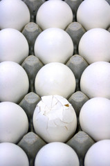 One cracked white hen egg in carton
