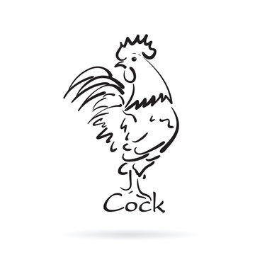 Vector of hand drawn cock on white background. Farm Animal.