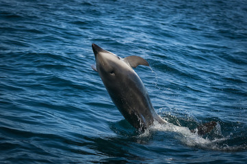 dusky dolphin,