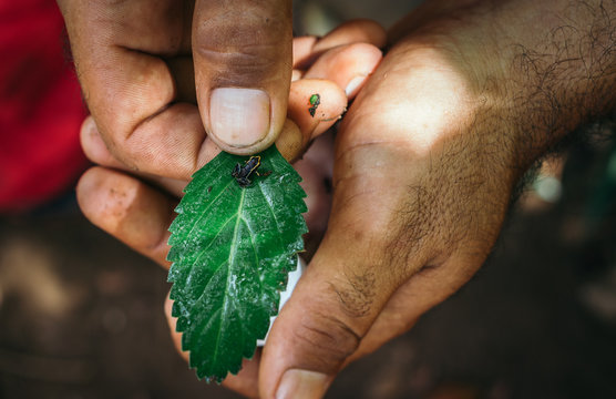 Cuba - Parque Nacional Alejandro de Humboldt: Monte-Iberia-Fr&ouml;schchen (Eleutherodactylus iberia), einer der kleinsten Fr&ouml;sche der Welt