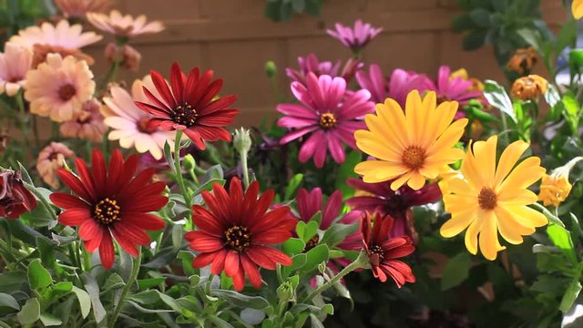 Colorful flowerbed. Solitary African Daisy flowers at the garden
