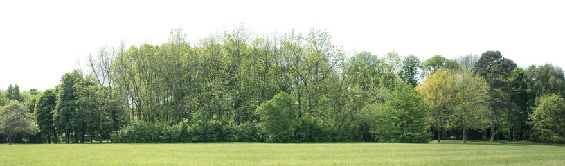 High definition Treeline isolated on a white background