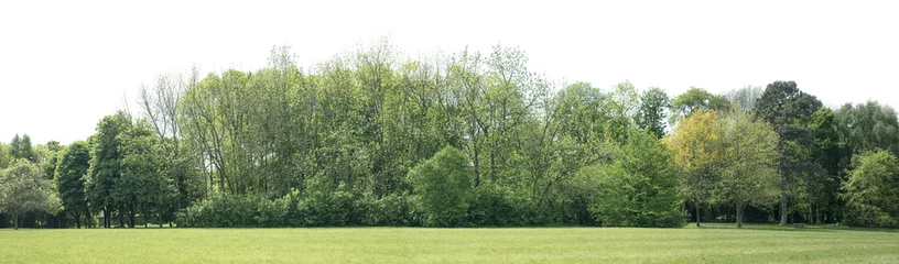 Foto op Plexiglas High definition Treeline geïsoleerd op een witte achtergrond © Production Perig