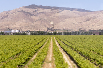Farm in Central Valley California, near Soledad, CA.