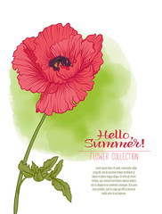 A poppy flower on a green watercolor background. The flowers in the botanical style, minimalistic design. Place for the inscription. Hello summer Stock line vector illustration.
