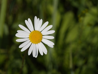 Fototapeta premium flower