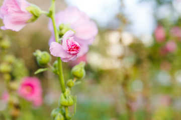 Fototapeta na wymiar Pink flowers with green leaf