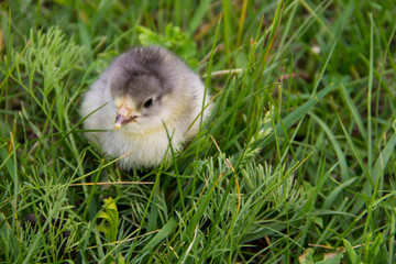 Beautiful small chick in the green grass