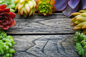Top view cute colorful succulent plant with copy space for text on wooden table background.