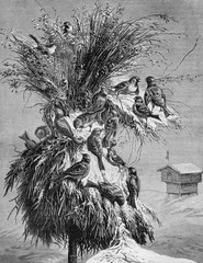 Juleneg, the norwegian Christmas tree for birds - engraving from XIX century