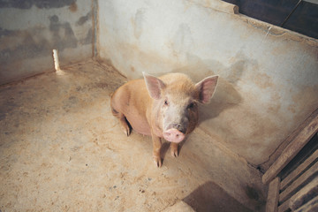 Pig in the local farm