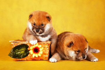 Shiba Inu puppies in a basket on yellow background. Studio shot