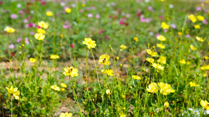 Bee are on the yellow flower