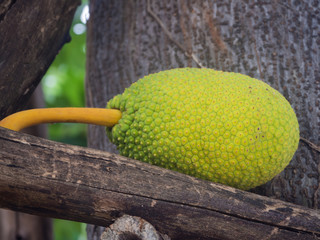 jack fruit on log