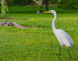 A Great White Heron (ardea herodias occidentalis)In the park at the Largo Central Park in Largo, Florida.