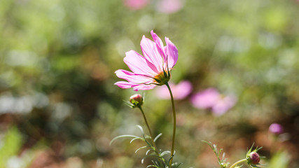 Fluorescent pink flower