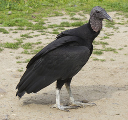 Vulture
