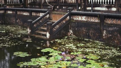 lily pond near the Confucian Temple, Hoi An, Quang Nam Province, Vietnam