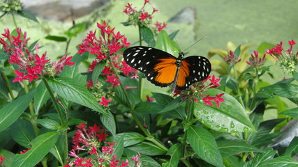 papillon