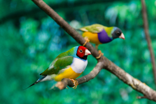 Beautiful birds Guldova Amadina (Erythrura gouldiae) sitting on a branch