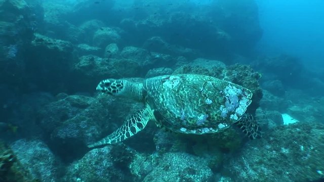 sea turtle coral life underwater video 