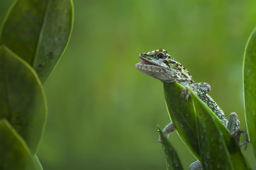 Lizard