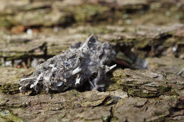 Pellet ornithology