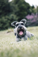 Zwergschnauzer 