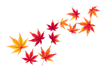 紅葉したモミジの葉　秋のイメージ