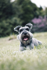 Zwergschnauzer 