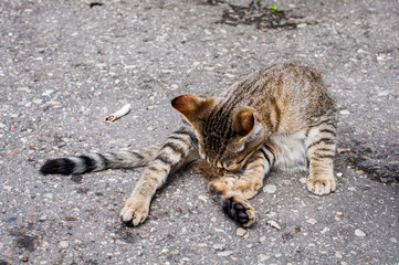 Cat washing itself