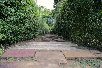 Select focus walkway the rock beside tree decoration