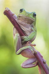 Obraz premium Frog