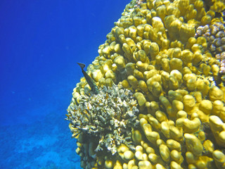 Multicolored corals in the tropical sea.