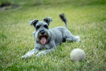 Zwergschnauzer 