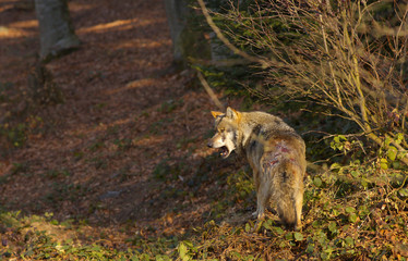 Injured wolf