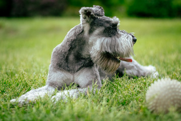 Zwergschnauzer 