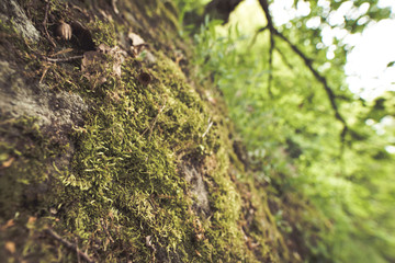 Moos Wald Dürnstein
