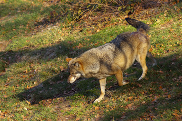 Walking wolf